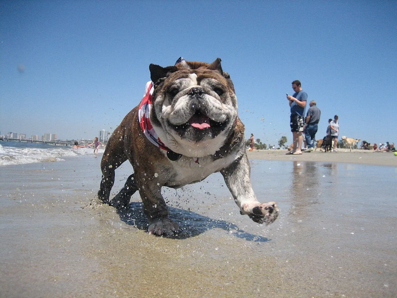 An English bulldog splashing through shallow surf at Rosie's Dog Beach in Long Beach, city skyline in the distance