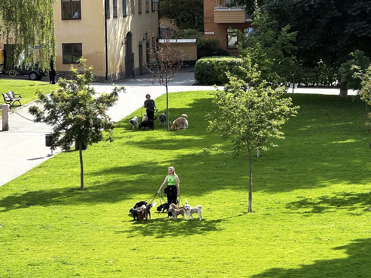 Dog walkers leading small groups of leashed dogs across a sunny park lawn