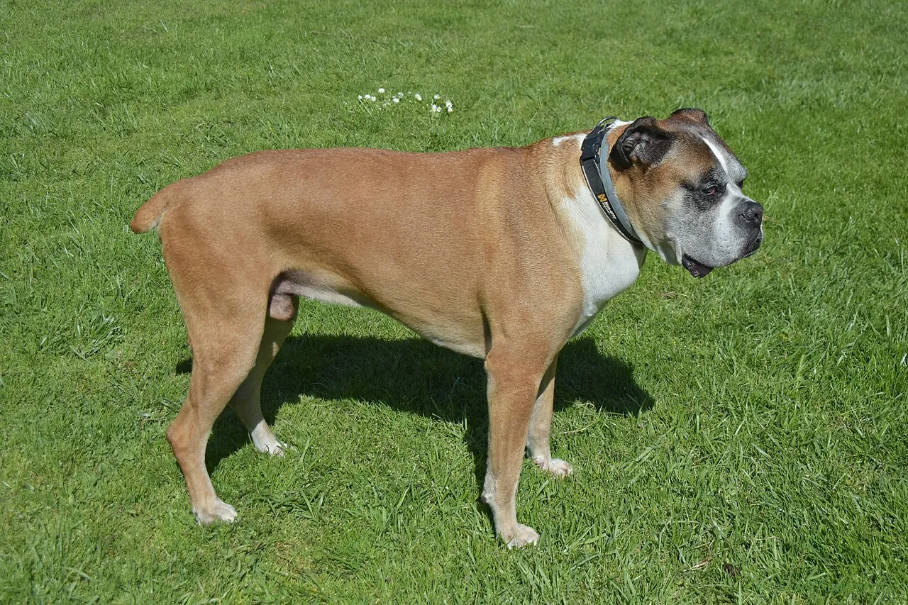 A fawn-and-white boxer standing on green grass, wearing a dark collar with a small device clipped to it