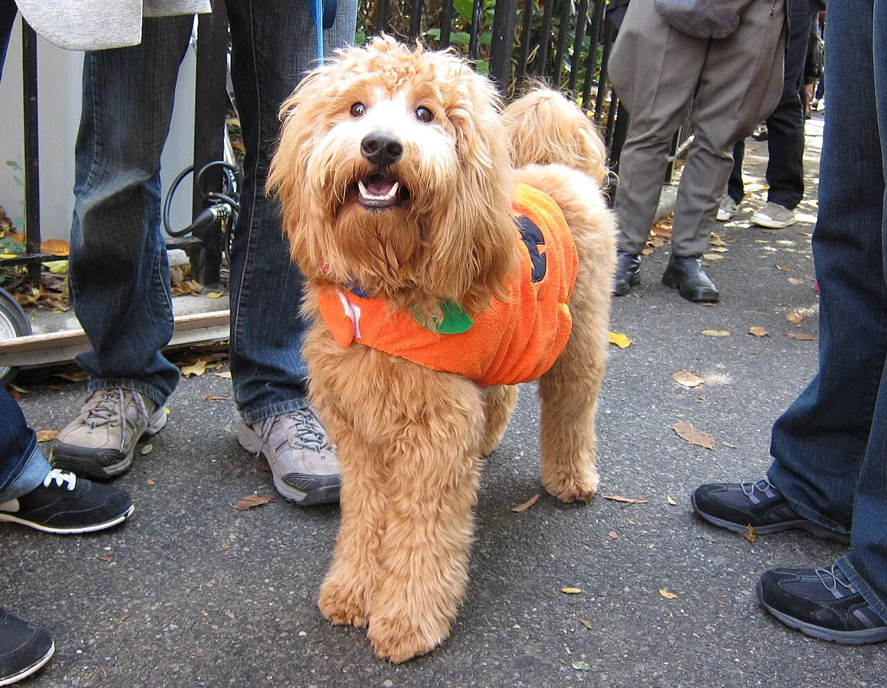 A fluffy goldendoodle wearing an orange pumpkin costume at a Halloween dog parade