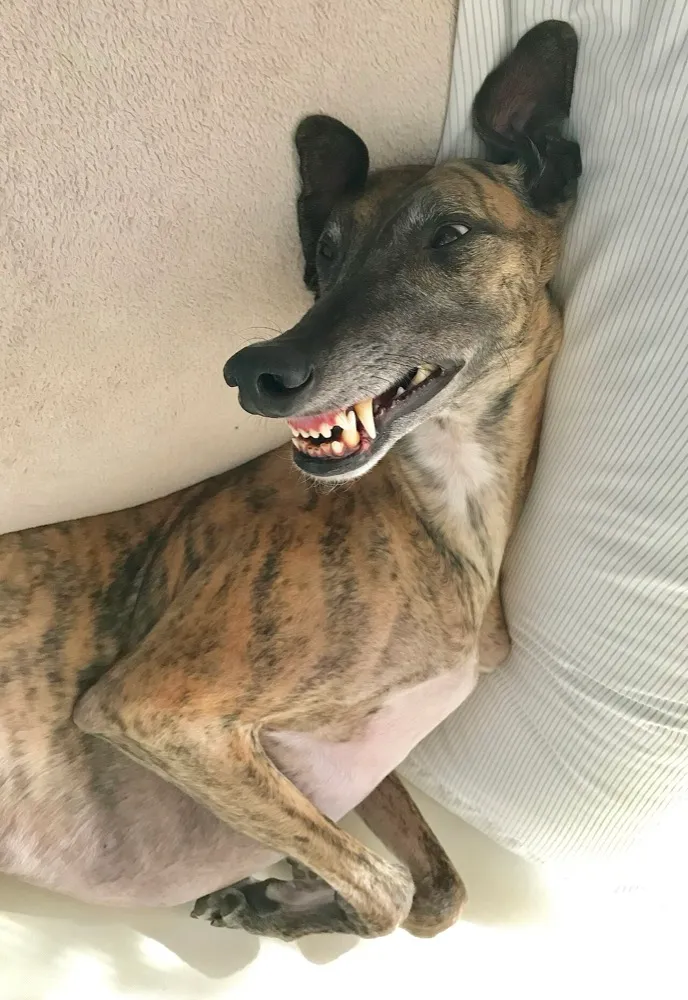 A brindle Greyhound lounging upside down against a pillow