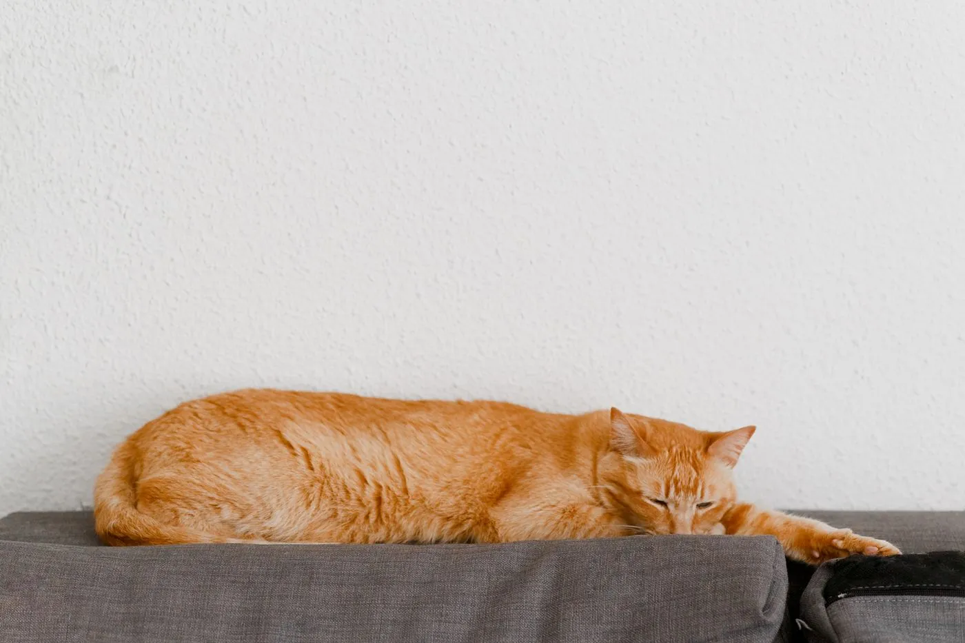 An orange tabby cat dozing on a gray couch against a plain white wall