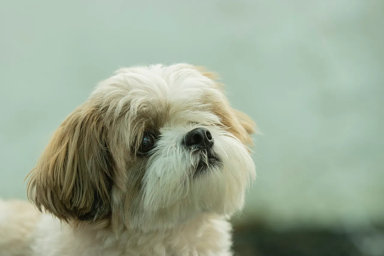 A gold-and-white Shih Tzu looking up, photographed in soft light